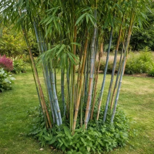 Blue Bamboo Seeds - 10 Pack - Rare Fast Growing Privacy Plant - Outdoor Tropical - Image 5