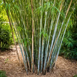 Blue Bamboo Seeds - 10 Pack - Rare Fast Growing Privacy Plant - Outdoor Tropical - Image 6
