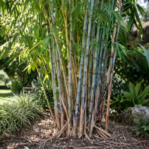 Blue Bamboo Seeds - 10 Pack - Rare Fast Growing Privacy Plant - Outdoor Tropical - Image 7