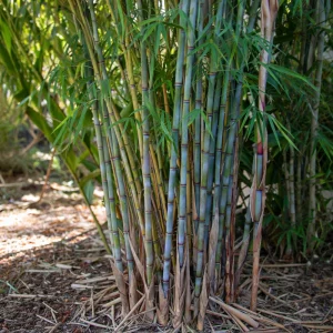 Blue Bamboo Seeds - 10 Pack - Rare Fast Growing Privacy Plant - Outdoor Tropical - Image 8