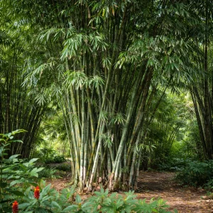 Blue Bamboo Seeds - 10 Pack - Rare Fast Growing Privacy Plant - Outdoor Tropical - Image 9