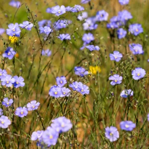 Blue Flax Seeds (Linum) - 30 Seeds - Attracts Pollinators - Easy to Grow - Non-GMO - Image 10
