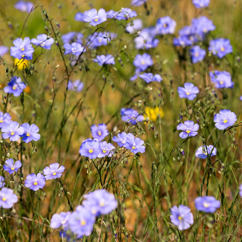 Blue Flax Seeds (Linum) - 30 Seeds - Attracts Pollinators - Easy to Grow - Non-GMO - Image 10