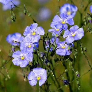 Blue Flax Seeds (Linum) - 30 Seeds - Attracts Pollinators - Easy to Grow - Non-GMO - Image 11