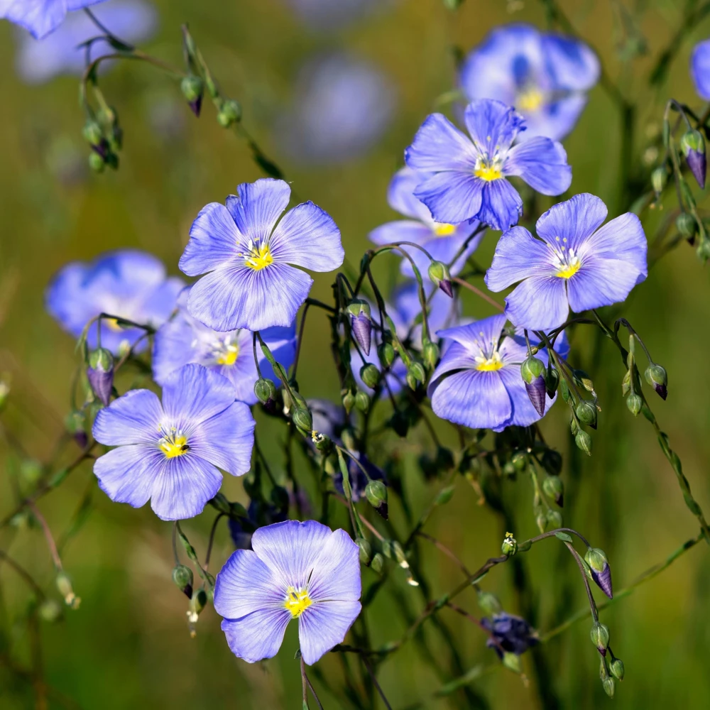 Blue Flax Seeds (Linum) - 30 Seeds - Attracts Pollinators - Easy to Grow - Non-GMO - Image 11