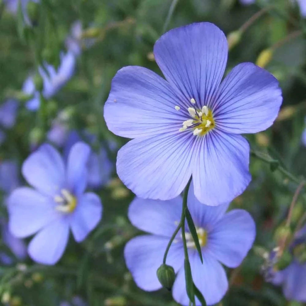 Blue Flax Seeds (Linum) - 30 Seeds - Attracts Pollinators - Easy to Grow - Non-GMO - Image 12