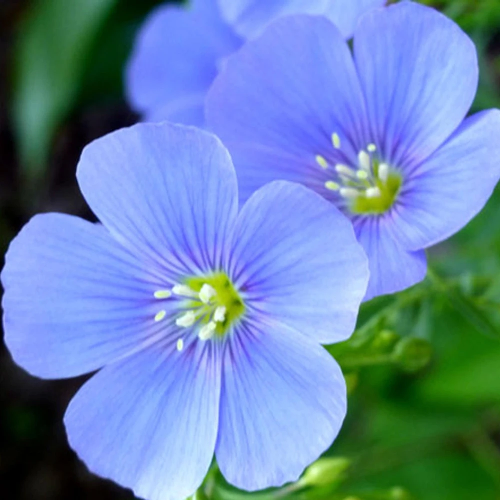 Blue Flax Seeds (Linum) - 30 Seeds - Attracts Pollinators - Easy to Grow - Non-GMO - Image 13