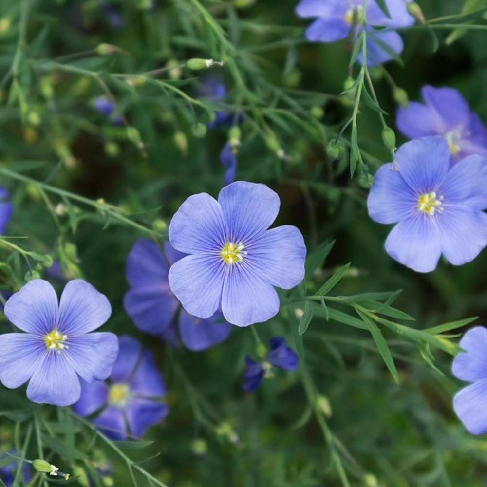 Blue Flax Seeds (Linum) - 30 Seeds - Attracts Pollinators - Easy to Grow - Non-GMO - Image 14