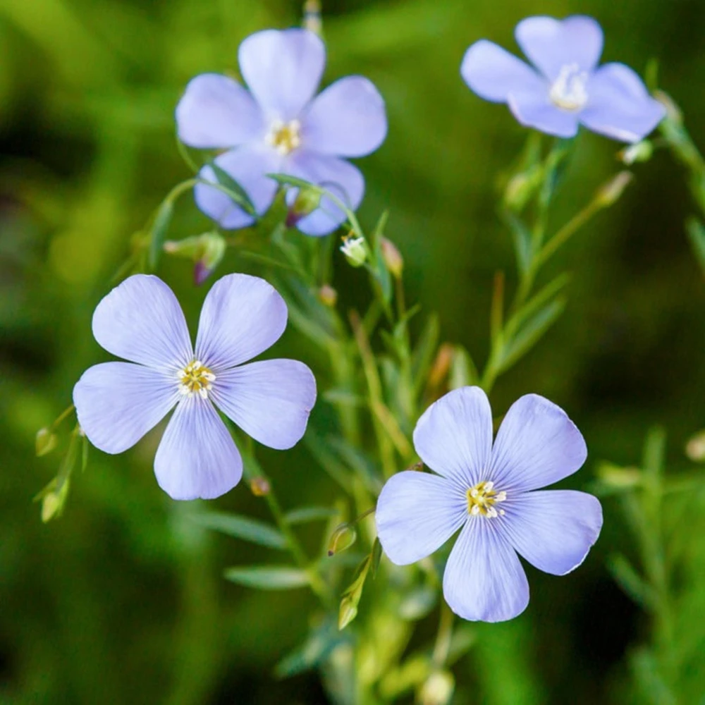 Blue Flax Seeds (Linum) - 30 Seeds - Attracts Pollinators - Easy to Grow - Non-GMO - Image 15