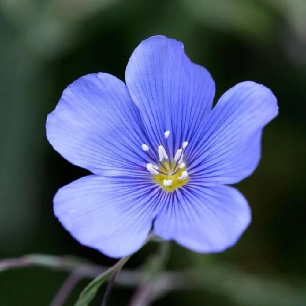 Blue Flax Seeds (Linum) - 30 Seeds - Attracts Pollinators - Easy to Grow - Non-GMO - Image 16