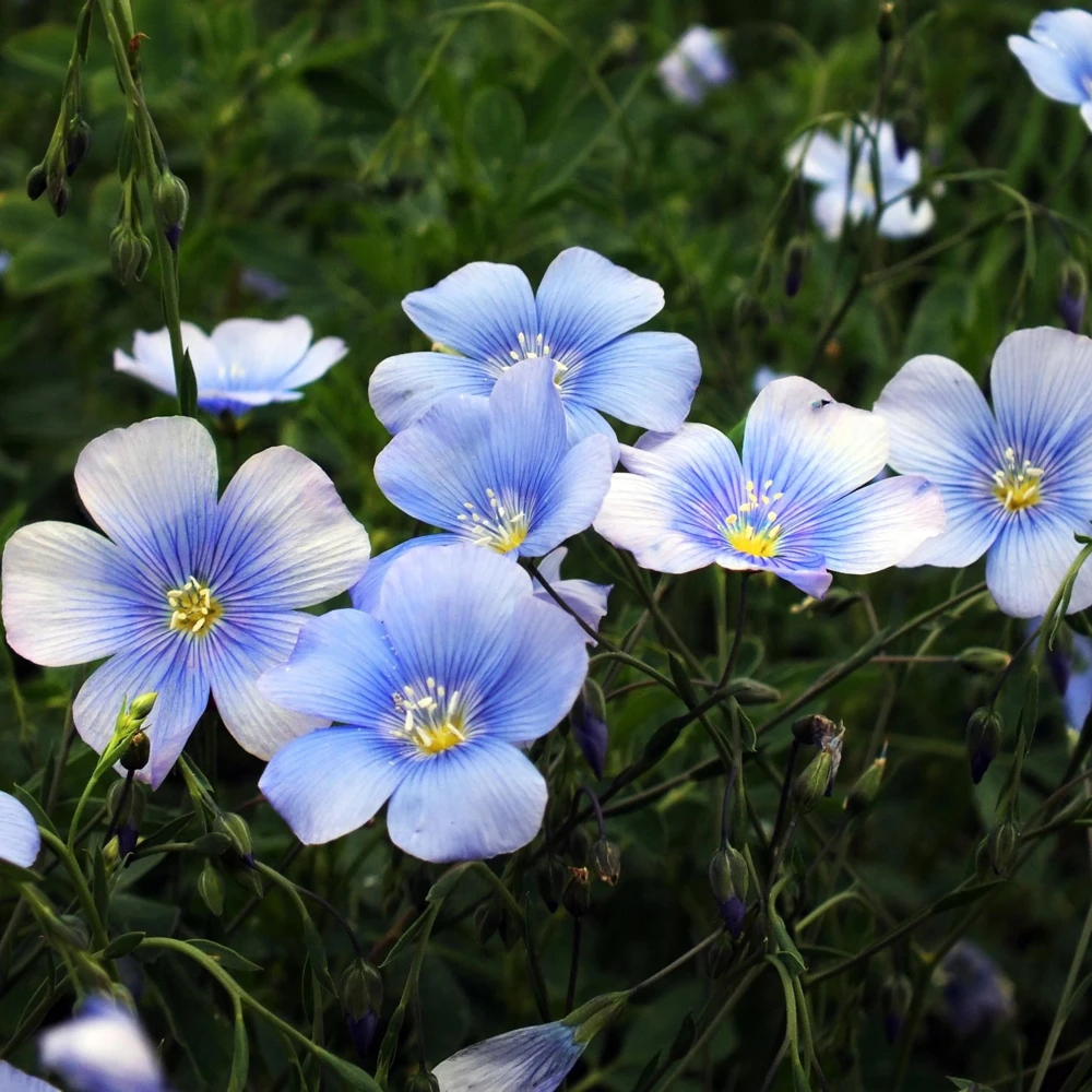 Blue Flax Seeds (Linum) - 30 Seeds - Attracts Pollinators - Easy to Grow - Non-GMO - Image 17