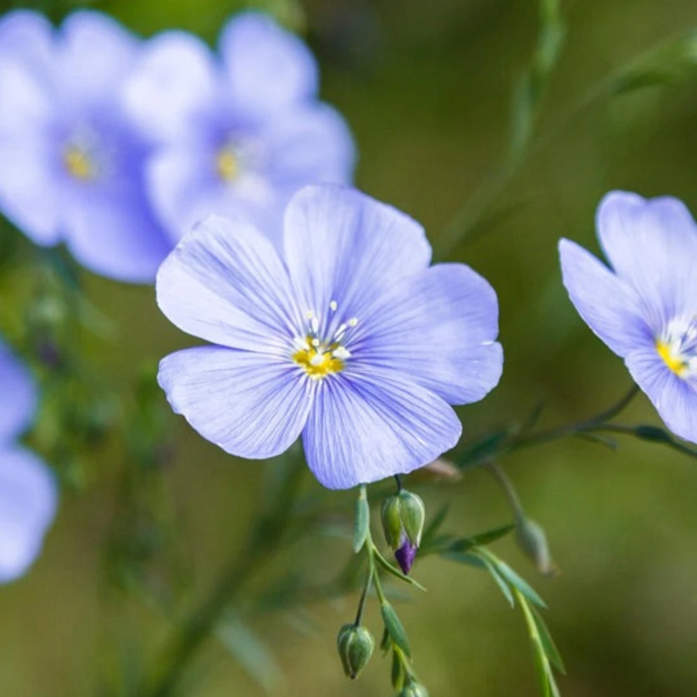 Blue Flax Seeds (Linum) - 30 Seeds - Attracts Pollinators - Easy to Grow - Non-GMO - Image 2