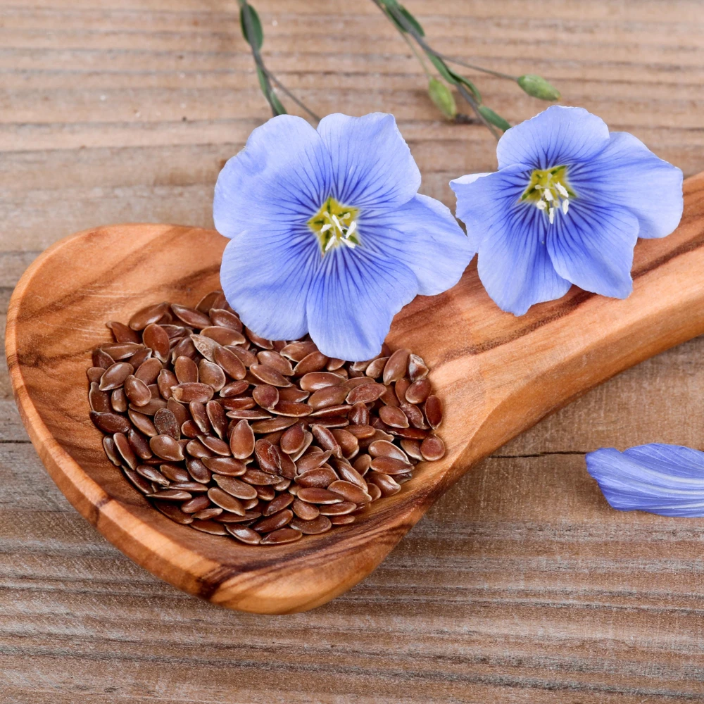 Blue Flax Seeds (Linum) - 30 Seeds - Attracts Pollinators - Easy to Grow - Non-GMO - Image 3