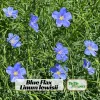 Blue Flax Seeds (Linum) - 30 Seeds - Attracts Pollinators - Easy to Grow - Non-GMO - Image 1