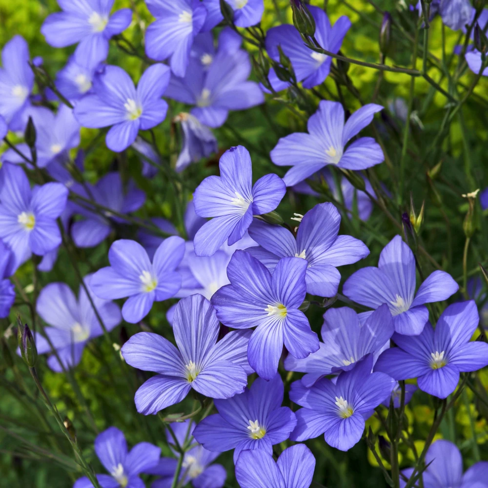 Blue Flax Seeds (Linum) - 30 Seeds - Attracts Pollinators - Easy to Grow - Non-GMO - Image 4