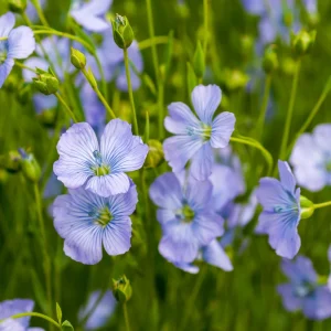 Blue Flax Seeds (Linum) - 30 Seeds - Attracts Pollinators - Easy to Grow - Non-GMO - Image 5