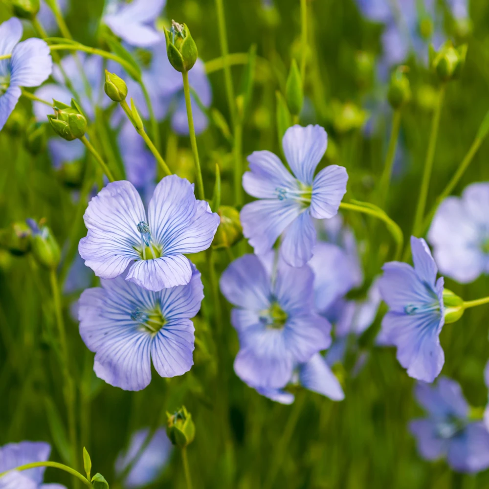 Blue Flax Seeds (Linum) - 30 Seeds - Attracts Pollinators - Easy to Grow - Non-GMO - Image 5