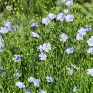 Blue Flax Seeds (Linum) - 30 Seeds - Attracts Pollinators - Easy to Grow - Non-GMO - Image 7