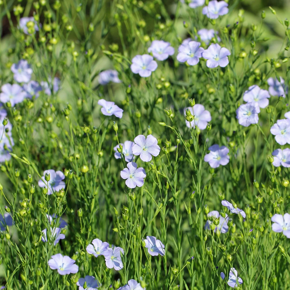 Blue Flax Seeds (Linum) - 30 Seeds - Attracts Pollinators - Easy to Grow - Non-GMO - Image 7