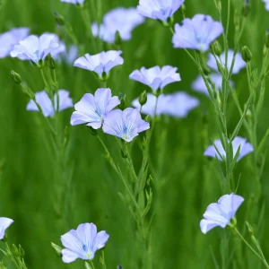 Blue Flax Seeds (Linum) - 30 Seeds - Attracts Pollinators - Easy to Grow - Non-GMO - Image 8