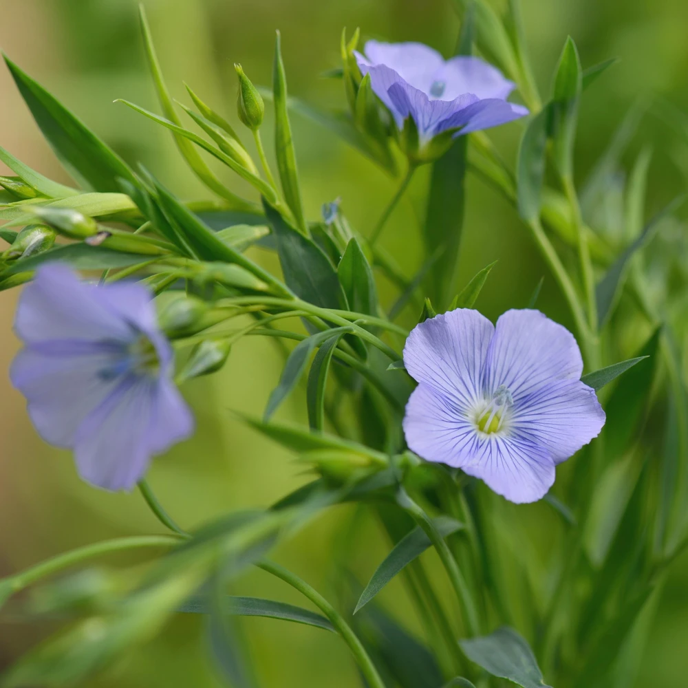 Blue Flax Seeds (Linum) - 30 Seeds - Attracts Pollinators - Easy to Grow - Non-GMO - Image 9
