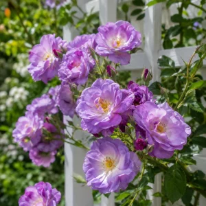 Blue For You Rose Seeds - Lavender Purple Blooms - Floribunda - 30 Seeds - Image 10