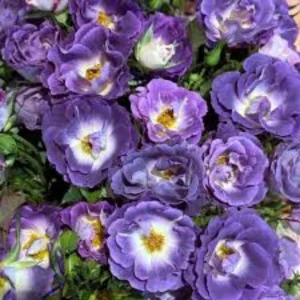 Blue For You Rose Seeds - Lavender Purple Blooms - Floribunda - 30 Seeds - Image 2