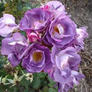 Blue For You Rose Seeds - Lavender Purple Blooms - Floribunda - 30 Seeds - Image 3