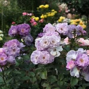 Blue For You Rose Seeds - Lavender Purple Blooms - Floribunda - 30 Seeds - Image 4