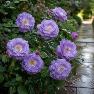 Blue For You Rose Seeds - Lavender Purple Blooms - Floribunda - 30 Seeds - Image 5