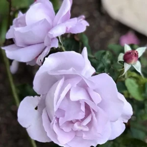 Blue Girl Hybrid Tea Rose Seeds - 30 Pack - Grow Your Own Beautiful Roses - Image 10