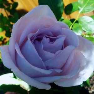 Blue Girl Hybrid Tea Rose Seeds - 30 Pack - Grow Your Own Beautiful Roses - Image 11