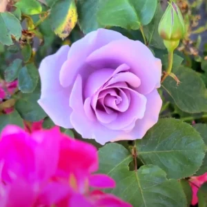Blue Girl Hybrid Tea Rose Seeds - 30 Pack - Grow Your Own Beautiful Roses - Image 12