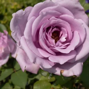 Blue Girl Hybrid Tea Rose Seeds - 30 Pack - Grow Your Own Beautiful Roses - Image 13