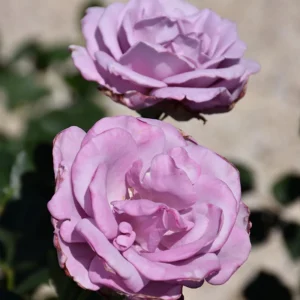 Blue Girl Hybrid Tea Rose Seeds - 30 Pack - Grow Your Own Beautiful Roses - Image 14