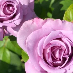 Blue Girl Hybrid Tea Rose Seeds - 30 Pack - Grow Your Own Beautiful Roses - Image 16
