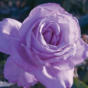 Blue Girl Hybrid Tea Rose Seeds - 30 Pack - Grow Your Own Beautiful Roses - Image 17