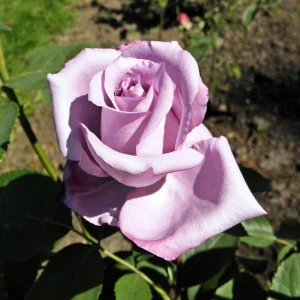 Blue Girl Hybrid Tea Rose Seeds - 30 Pack - Grow Your Own Beautiful Roses - Image 18