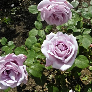 Blue Girl Hybrid Tea Rose Seeds - 30 Pack - Grow Your Own Beautiful Roses - Image 19