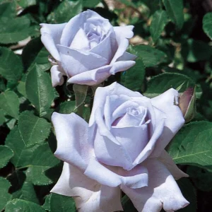 Blue Girl Hybrid Tea Rose Seeds - 30 Pack - Grow Your Own Beautiful Roses - Image 3