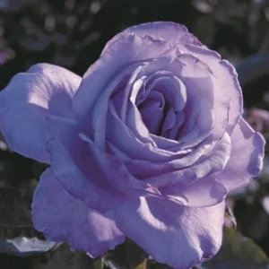 Blue Girl Hybrid Tea Rose Seeds - 30 Pack - Grow Your Own Beautiful Roses - Image 4