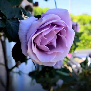 Blue Girl Hybrid Tea Rose Seeds - 30 Pack - Grow Your Own Beautiful Roses - Image 5