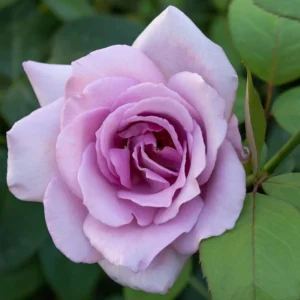 Blue Girl Hybrid Tea Rose Seeds - 30 Pack - Grow Your Own Beautiful Roses - Image 6