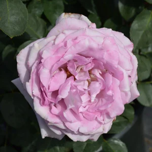 Blue Girl Hybrid Tea Rose Seeds - 30 Pack - Grow Your Own Beautiful Roses - Image 7