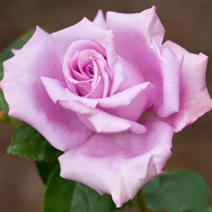 Blue Girl Hybrid Tea Rose Seeds - 30 Pack - Grow Your Own Beautiful Roses - Image 8