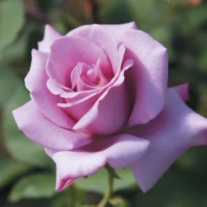 Blue Girl Hybrid Tea Rose Seeds - 30 Pack - Grow Your Own Beautiful Roses - Image 9