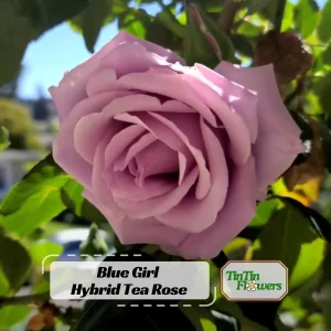 Blue Girl Hybrid Tea Rose Seeds - 30 Pack - Grow Your Own Beautiful Roses - Image 1