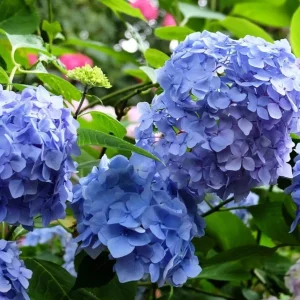 Blue Hydrangea Live Plant – Large Ball Flowers Bush – 6-12" Tall Qt Pot – Outdoor Shrub - Image 3