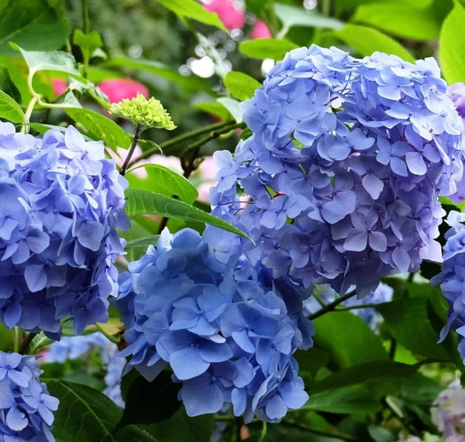 Blue Hydrangea Live Plant – Large Ball Flowers Bush – 6-12" Tall Qt Pot – Outdoor Shrub - Image 3