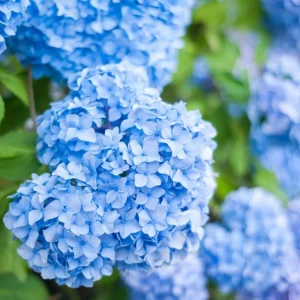 Blue Hydrangea Live Plant – Large Ball Flowers Bush – 6-12" Tall Qt Pot – Outdoor Shrub - Image 4